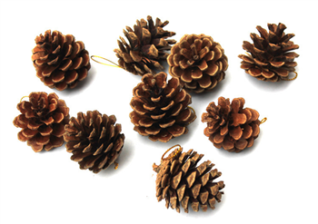 Pine cones