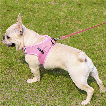 Dog Harness
