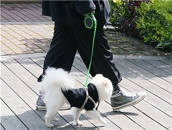 Pet Telescopic Leash