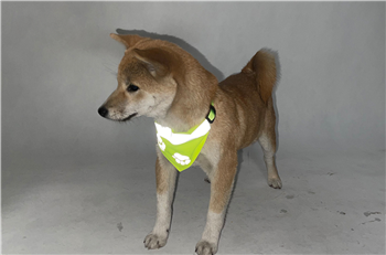 Reflective Pet Bandana